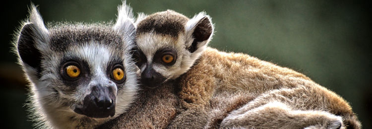 Lemuren op Madagascar