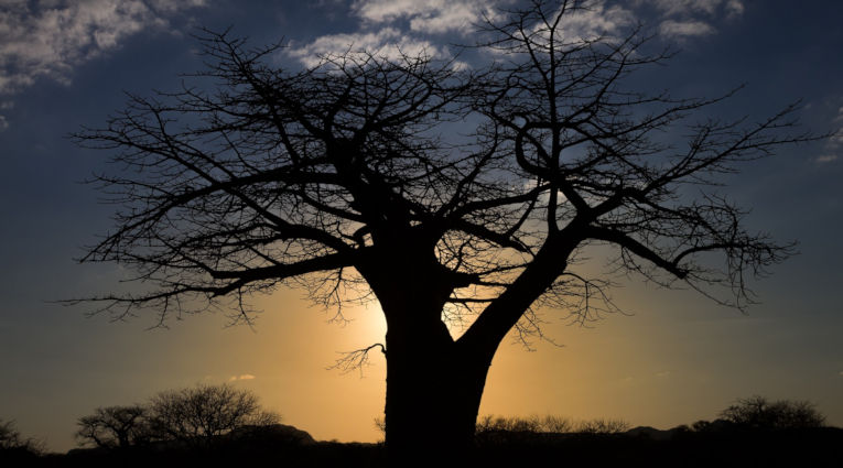 Limpopo provincie baobab boom