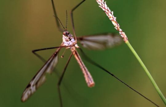 Malaria mug in Zuid Afrika