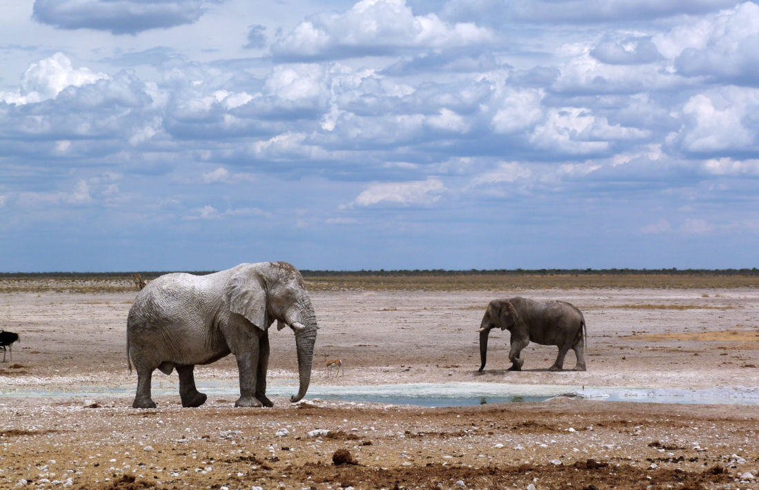 Olifanten bij watergat in Etosha