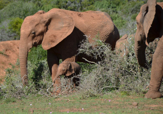 Olifanten met jong bij Addo Elephant Park