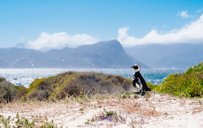 Pinguin bij Kaapstad