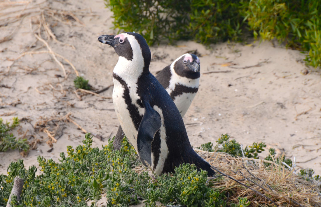 Pinguïns bij Boulders Beach