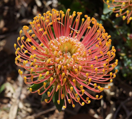 Protea in bloei in Zuid-Afrika