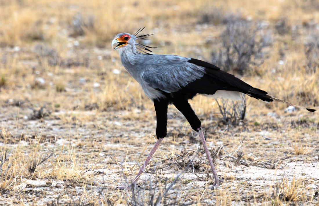 Sekretarisvogel in Namibie
