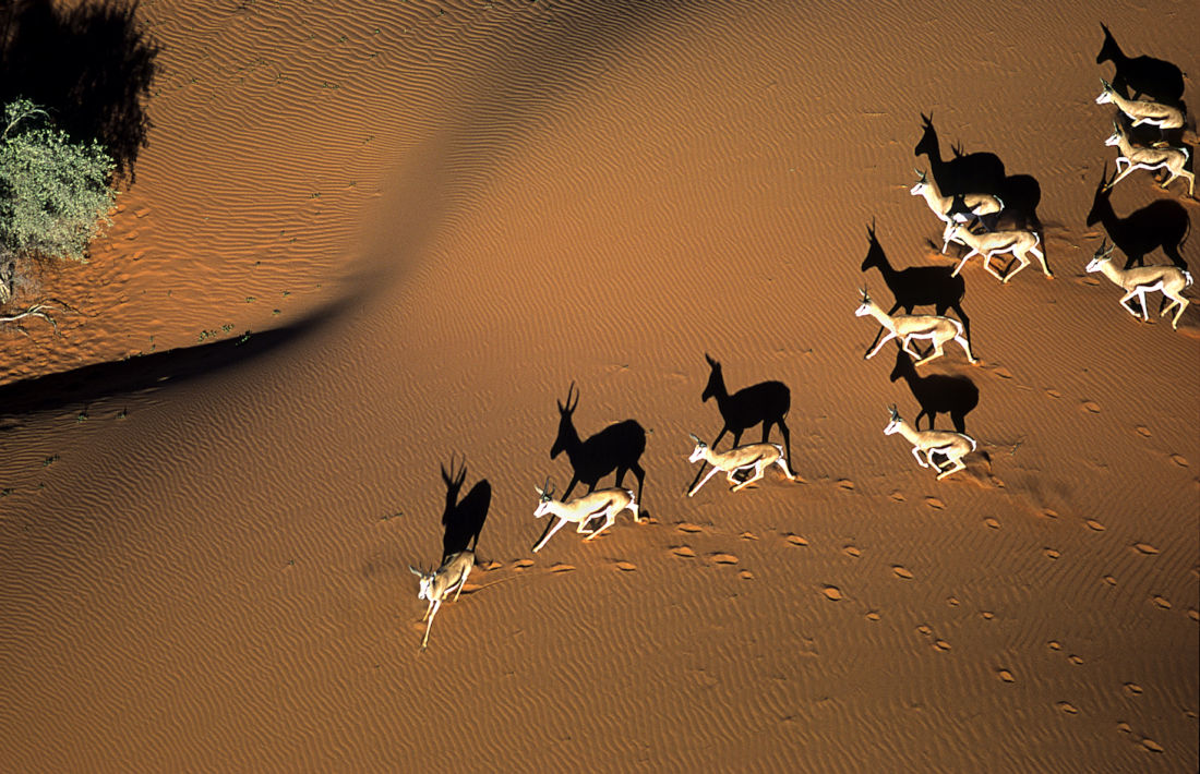 Springbokken in de Kalahar