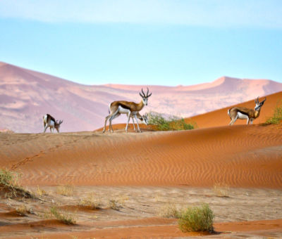 Springbokken in de Namib woestijn in Namibie
