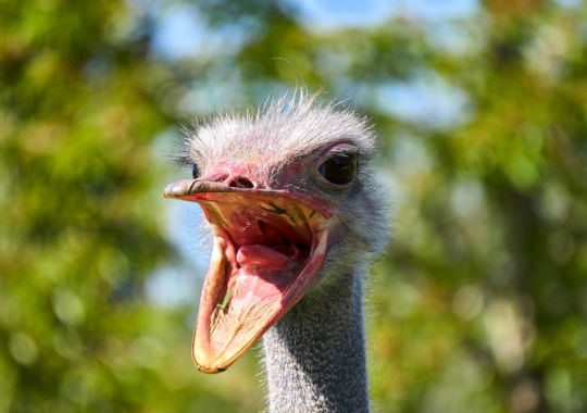 Struisvogel in Oudtshoorn