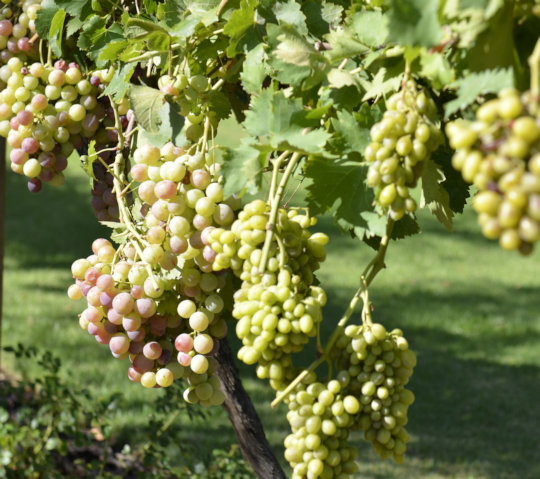 Trossen druiven in de Wijnlanden in Zuid Afrika