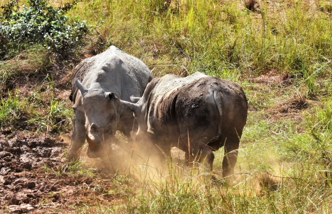 Vechtende neushoorns in Hluhluwe