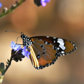 Vlinder in Zuid Afrika