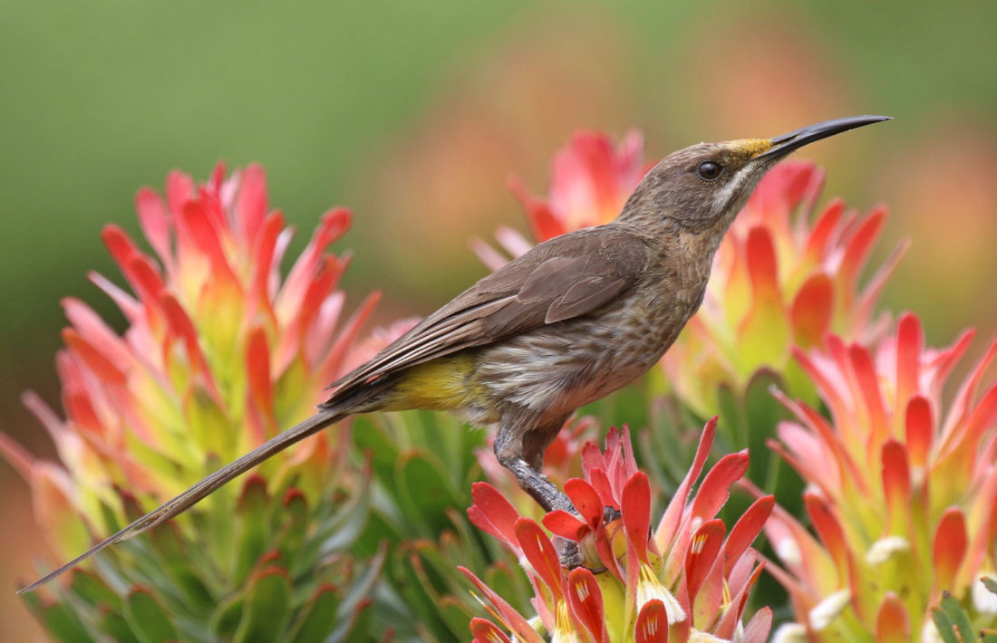 Vogel op bloemen bij Kirstenbosch tuinen