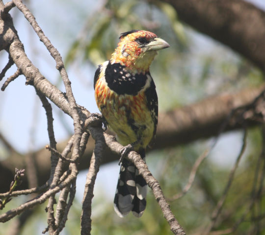 Vogeltje in Zuid Afrika 2