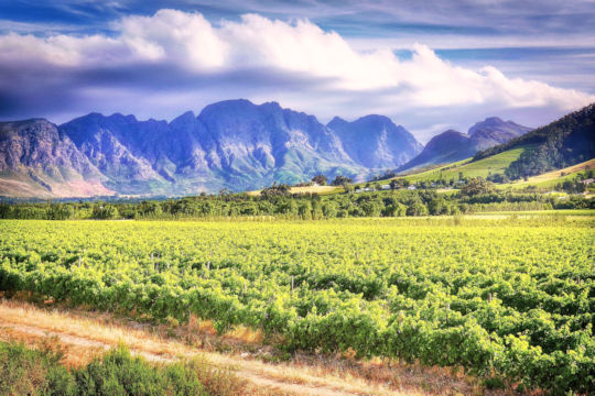 Wijngaarden in de omgeving van Stellenbosch