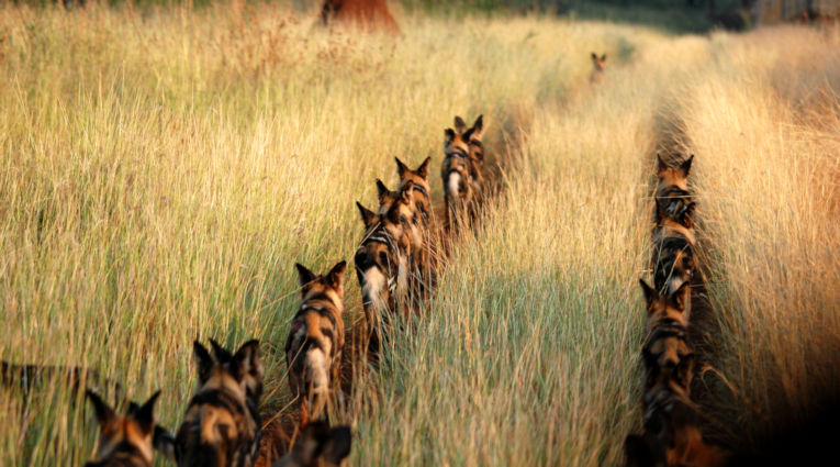 Wilde honden in de Noordwest provincie in Zuid-Afrika