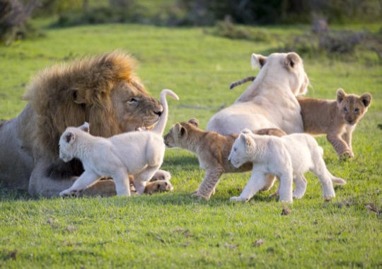 Witte leeuwen in Pumba Game Reserve