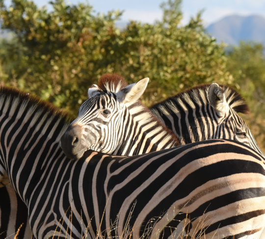 Zebras bij prive Sabi Sands reservaat in Zuid Afrika