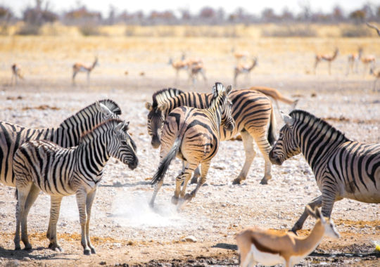 Zebras bij safari in Etosha National Park in Namibie