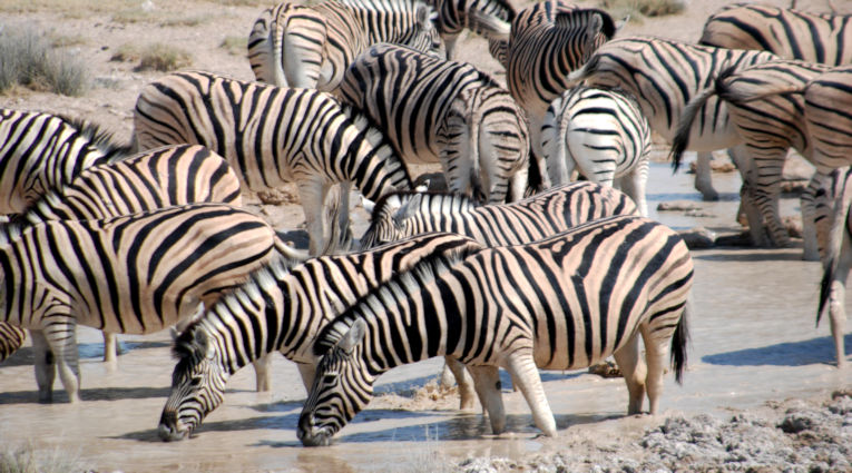 Zebras in Etosha National Park in Namibie