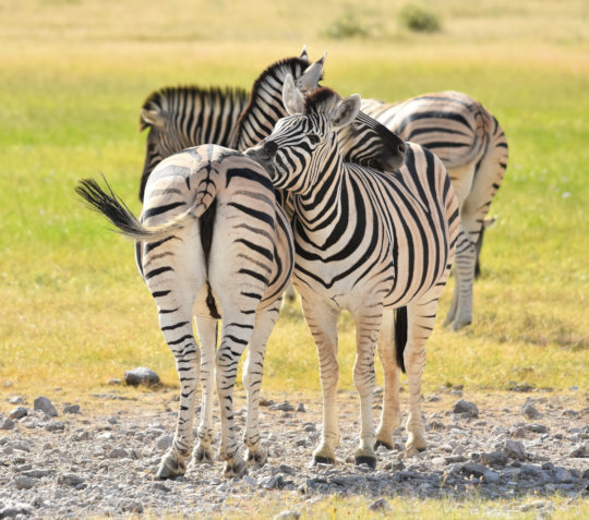 Zebras tijdens safari in Etosha National Park