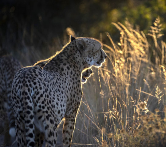 cheeta tijdens safari in Zuid-Afrika