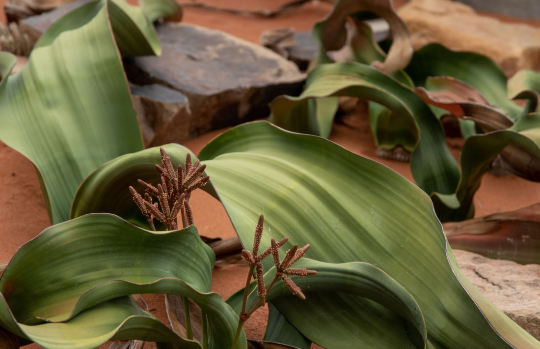 welwitschia mirabillis plant in Namibie