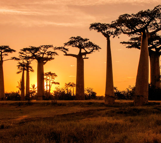 Baobab Alley bij avontuurlijke reis door Madagascar