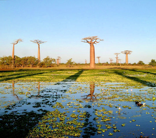 Baobab Alley op Madagascar tijdens rondreis