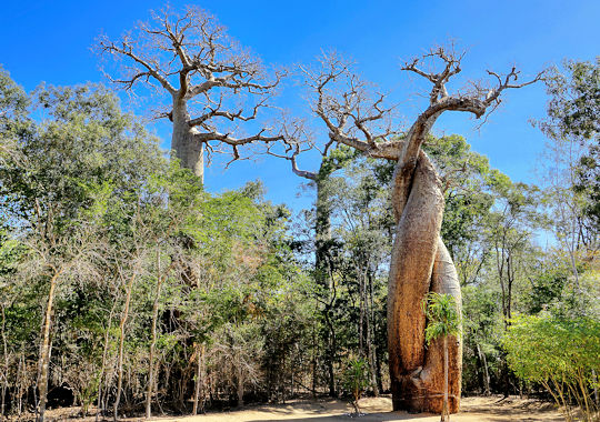 Baobab bomen bij Kirindy National Park