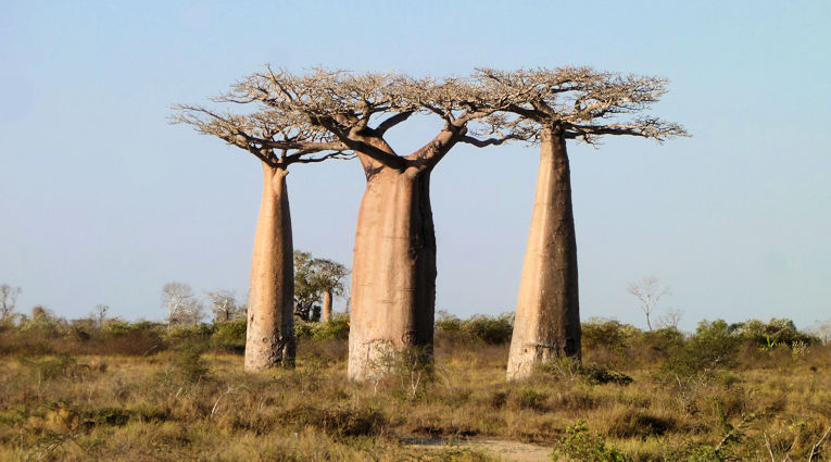 Baobab bomen in het zuiden van Madagascar