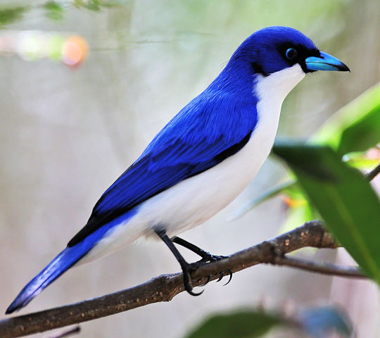 Blauwe Vanga vogel in het Zombitse National Park