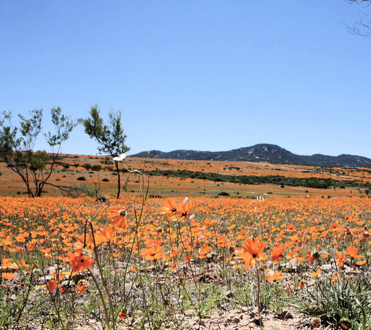 Bloeiende veldbloemen in Namaqualand onderweg van Windhoek naar Kaapstad