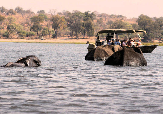 Bootsafari op de Chobe rivier