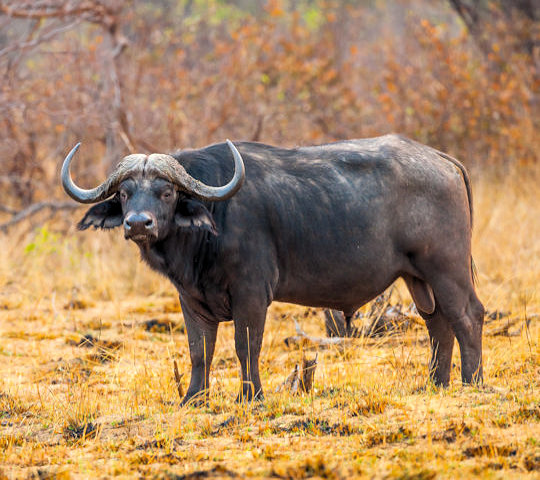Buffel in de Caprivi strook