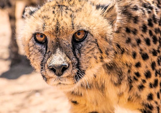 Cheeta in Etosha National Park in Namibie