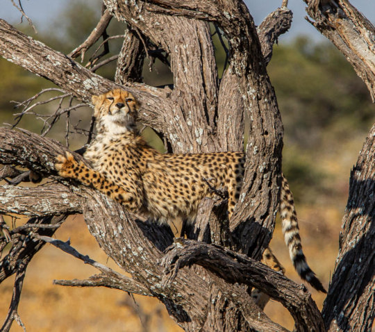 Cheeta in Etosha National Park