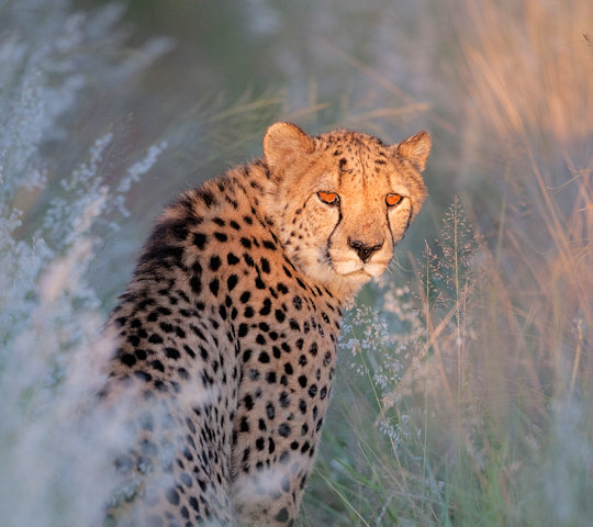 Cheeta tijdens safari in Namibie