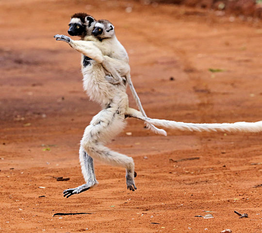 Dansende Sifaka lemur op Madagascar