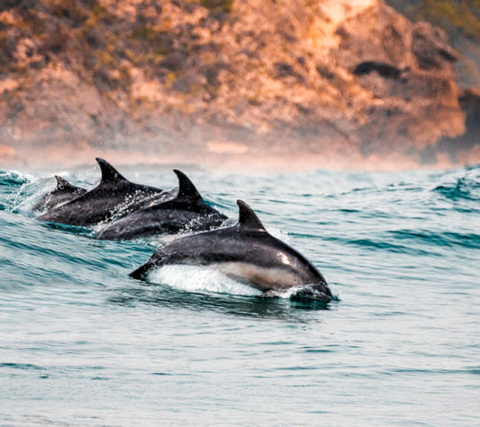 Dolfijnen in de Tuinroute in Zuid Afrika