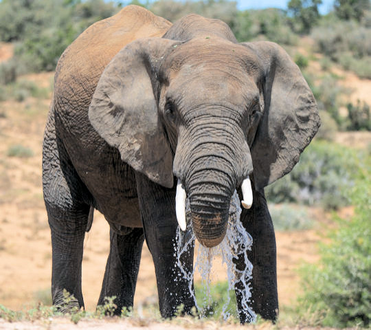 Drinkende olifant tijdens safari in Addo Elephant National Park