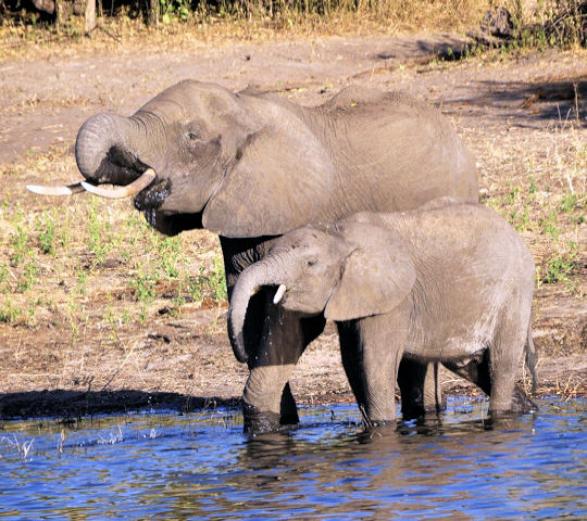 Drinkende olifanten bij de Chobe rivier