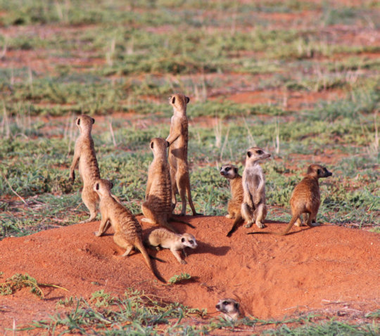 Familie stokstaartjes in de Kalahari