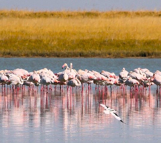 Flamingos bij Nata tijdens groepsreis van Namibie naar Zimbabwe