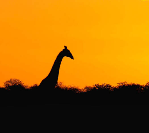 Giraffe in de Kalahari woestijn