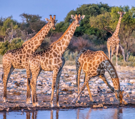 Giraffen bij drinkplaats tijdens safari in Etosha Naional Park