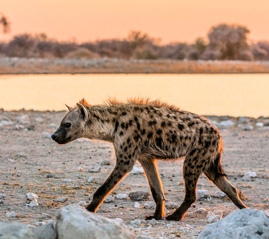 Hyena bij watergat in het Etosha National Park
