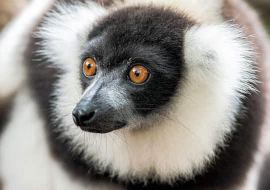 Indri Indri in Andasibe NP