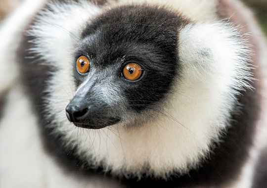 Indri Indri lemur Andasibe