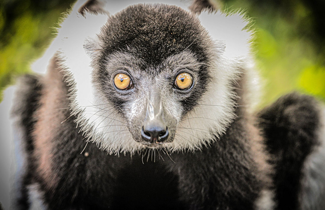 Indri Indri lemur in Andasibe National Park