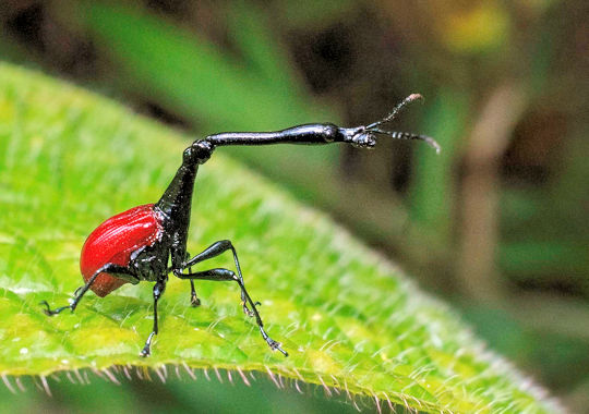 Insect in het Ranomafana National Park